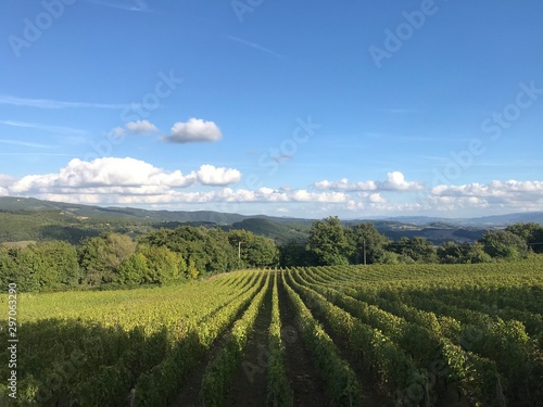 vineyard in italy in the tuscany landscape 