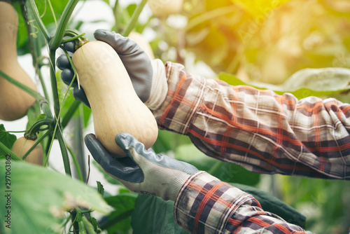 Hand holding Butternut Squash ,Butternut Squash in organic  farm