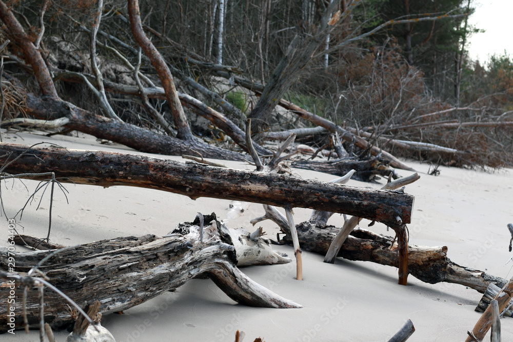 fallen pine trees on the beach fallen pine trees on the beach