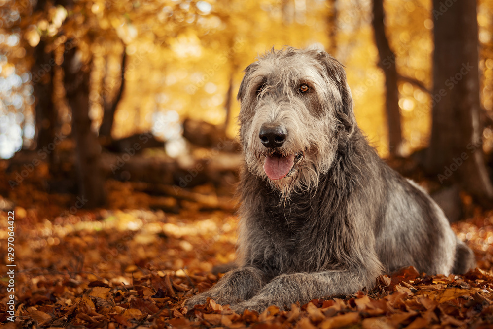 Giant gray dog with tongue out .