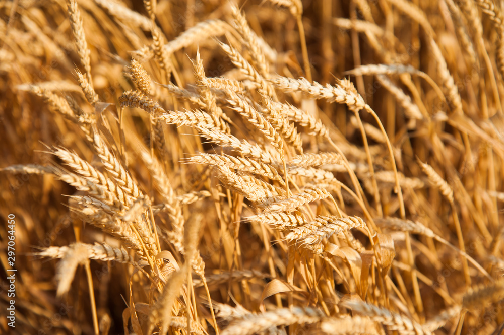 Fototapeta premium Golden wheat field and sunny day