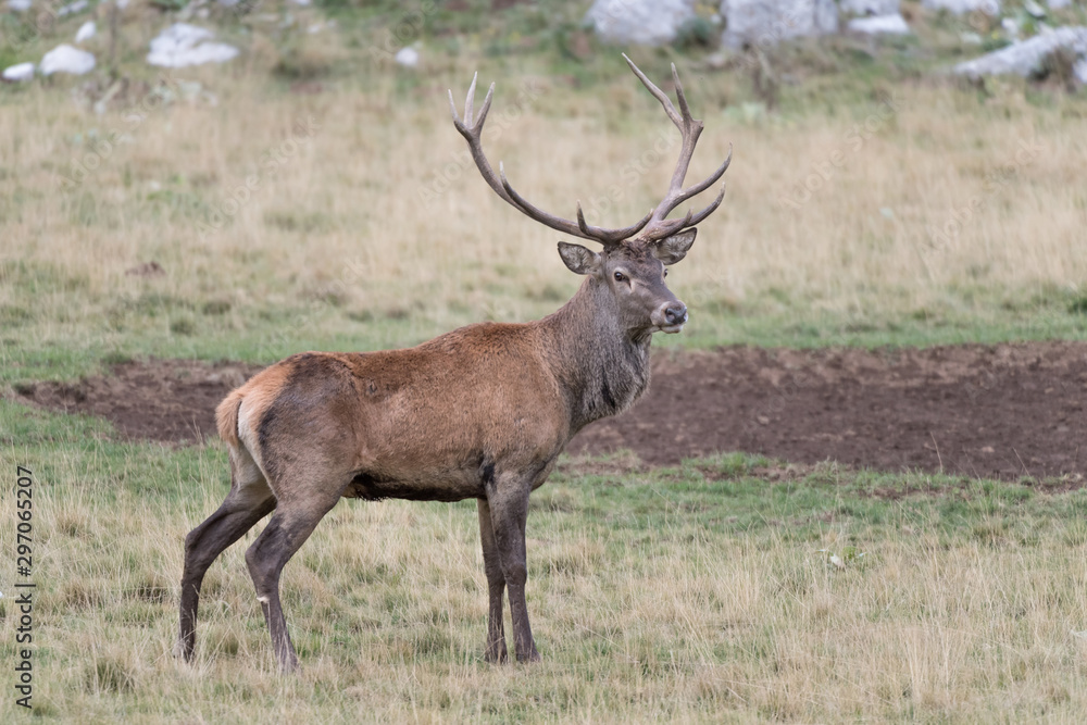 Majestic Red deer male near mud puddle (Cervus elaphus) Majestic Red deer male near mud puddle (Cervus elaphus)
