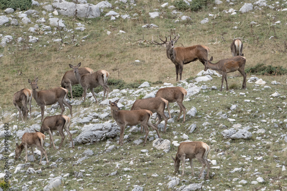 Herd of Red deer in Apennine mountains (Cervus elaphus) Herd of Red deer in Apennine mountains (Cervus elaphus)