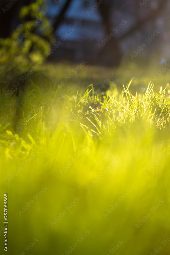 Autumn background out of focus. Bright colors of green grass in the mornings in the fall, sun, haze. Autumn background out of focus. Bright colors of green grass in the mornings in the fall, sun, haze.