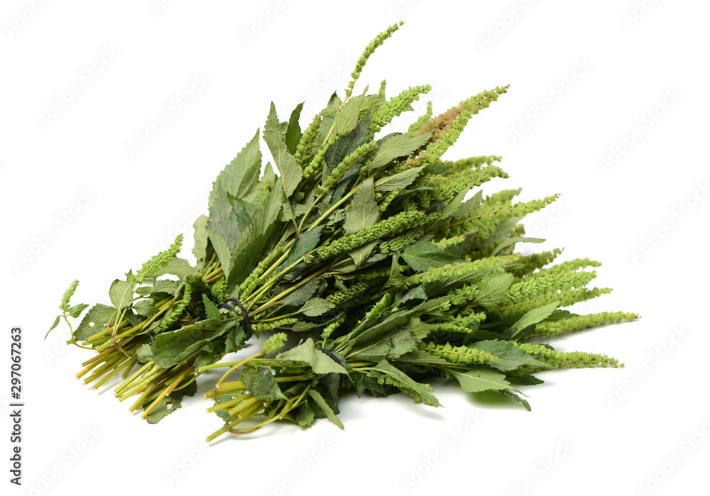 Fresh mint on white background Fresh mint on white background
