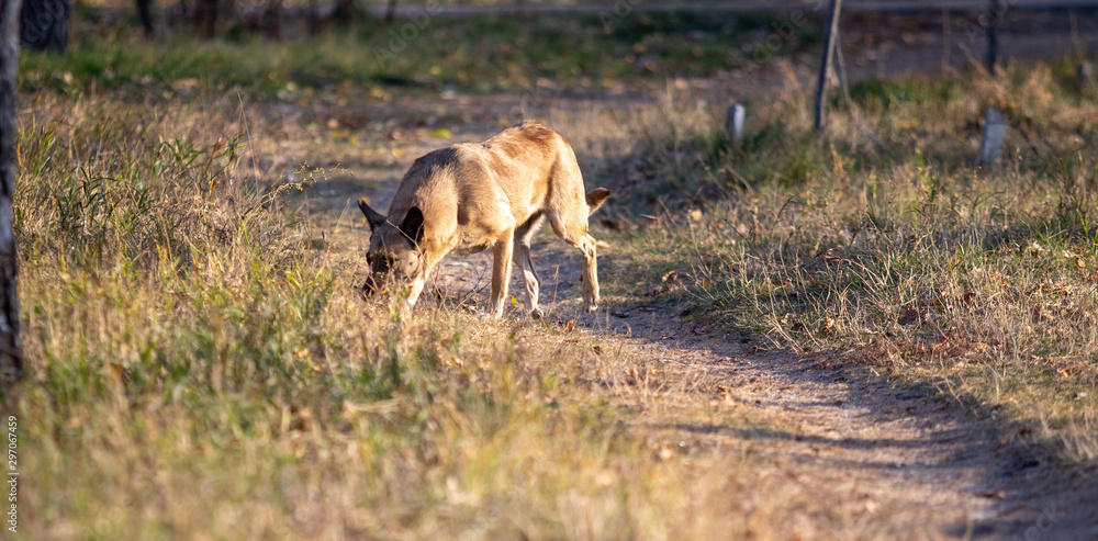 Wild red dog in the dry autumn grass. Wild red dog in the dry autumn grass.