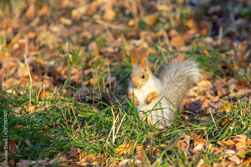 Squirrel close-up in the autumn forest. The nature of animals.