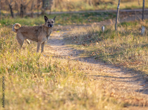 Fototapeta Naklejka Na Ścianę i Meble -  Wild red dog in the dry autumn grass.