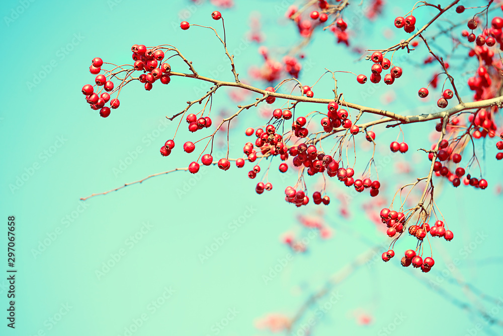 Red autumnal berries. Autumn natural background with red berries and blue sky. fall landscape. panoramic background nature with hawthorn berries on background of turquoise sky. copy space Red autumnal berries. Autumn natural background with red berries and blue sky. fall landscape. panoramic background nature with hawthorn berries on background of turquoise sky. copy space