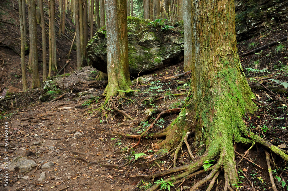伊豆ヶ岳への山道 