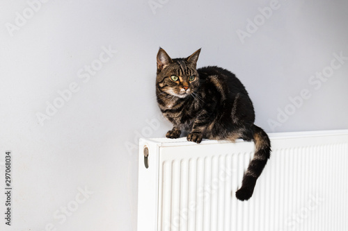 A tabby and white cat stands on top of an old oil radiator: animals cold in winter concept