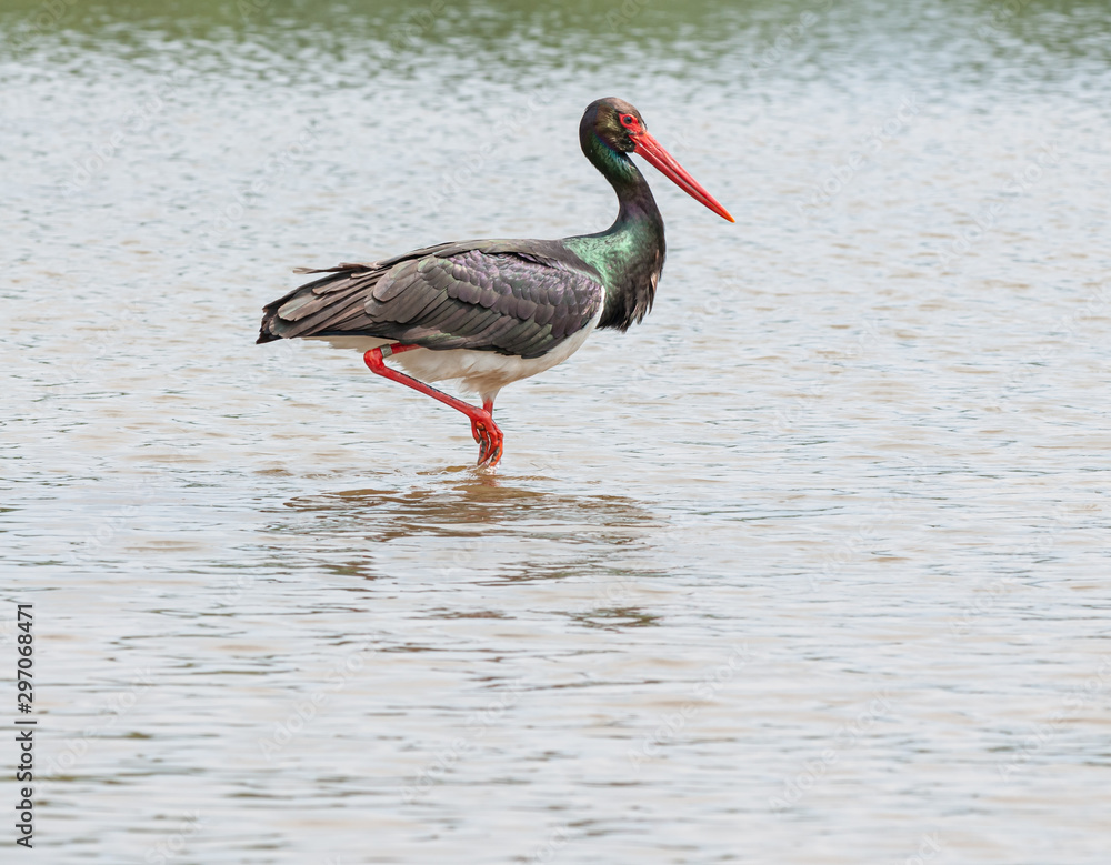 Fototapeta premium black stork walking in water
