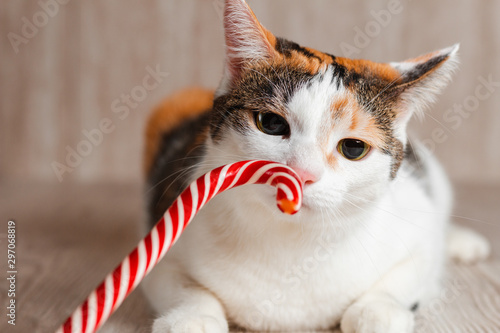 Foto Colorful cute cat curiously sniffing candy cane