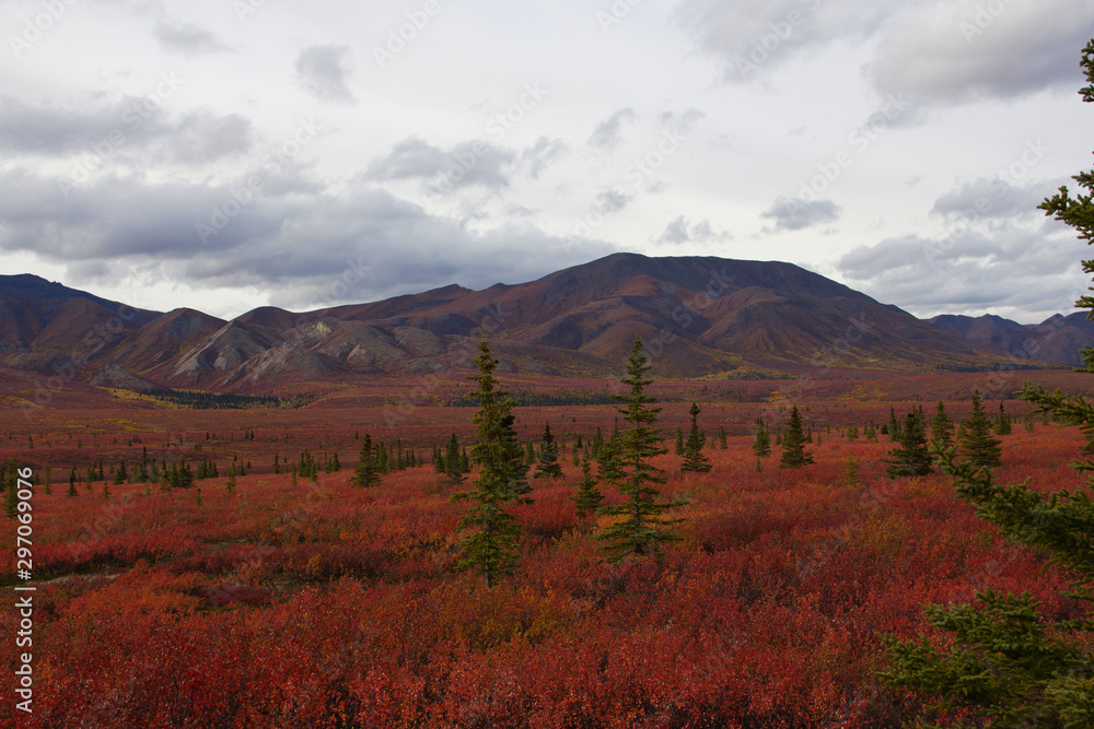 Indian Summer in Denali Nationapark