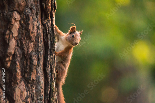 European red squirrel hanging on tree, clean green background, Czech republic, Europe