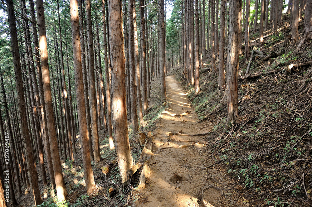Obraz premium 奥武蔵 植林の山道