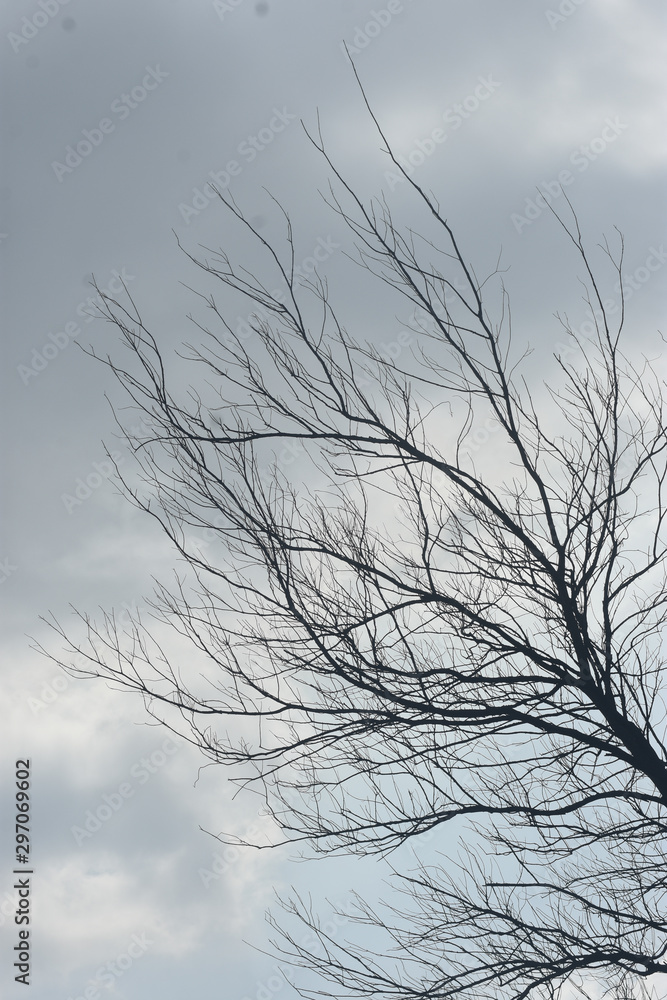 a amazing shot of black branches with a cool blue sky a amazing shot of black branches with a cool blue sky