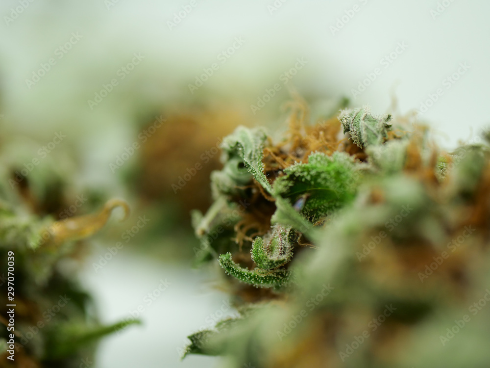 cannabis bud, close up, macro shot, marijuana, weed cannabis bud, close up, macro shot, marijuana, weed