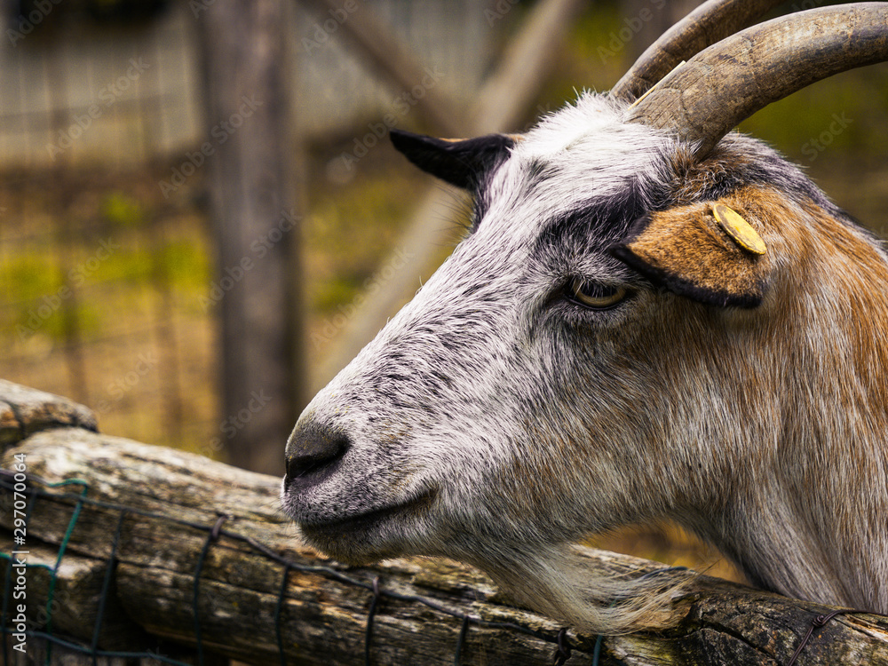 Primo piano di una capretta