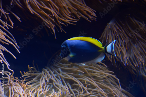 Paracanthurus hepatus, The blue surgeon fish is a reef fish belonging to the Acanthuridae family. It is the only member of the genus Paracanthurus. photo