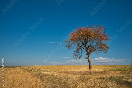 Kirschbaum im der Herbstlandschaft