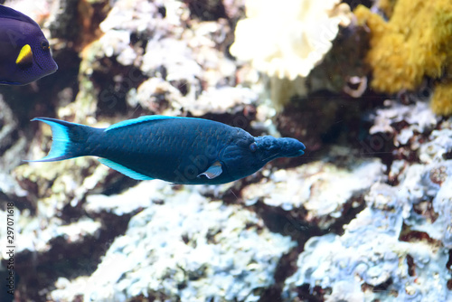 Paracanthurus hepatus, The blue surgeon fish is a reef fish belonging to the Acanthuridae family. It is the only member of the genus Paracanthurus. photo