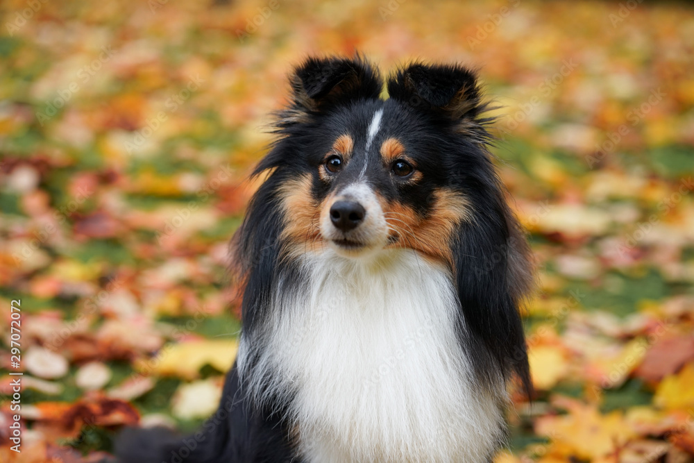 Fototapeta premium Autumn portrait of adorable young Sheltie Shetland Sheepdog sitting in colorful red and orange leaves.