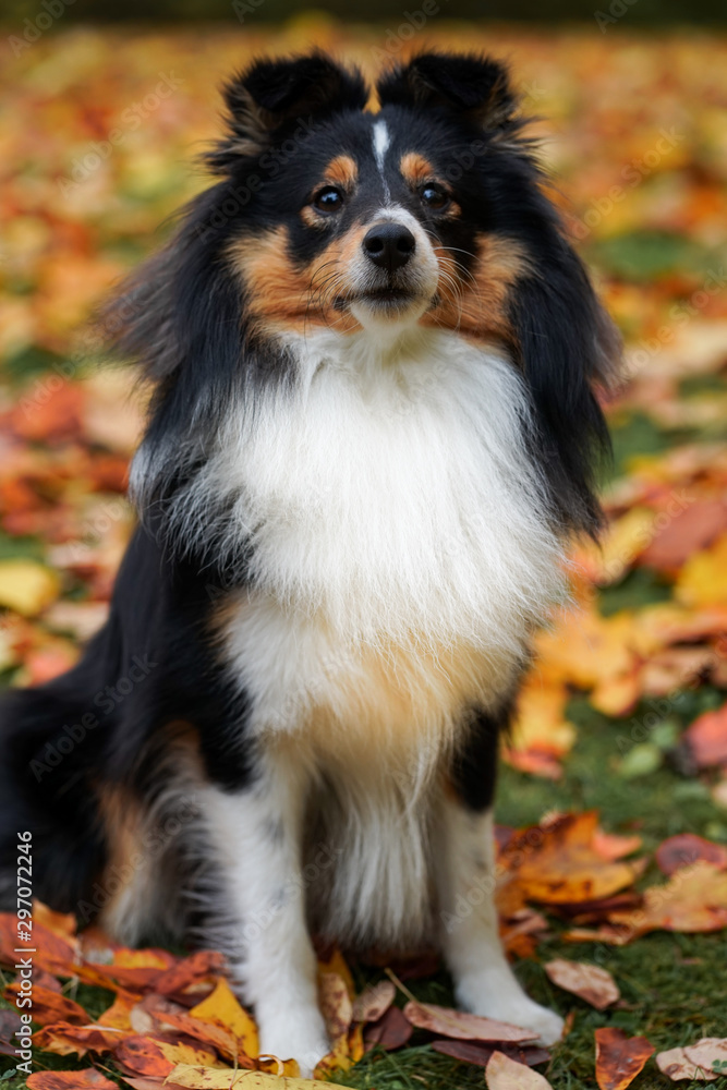 Obraz premium Autumn portrait of adorable young Sheltie Shetland Sheepdog sitting in colorful red and orange leaves.
