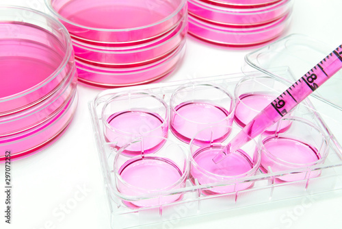 Obraz na plátně Aliquot of human stem cells into the six well plate by pipetting