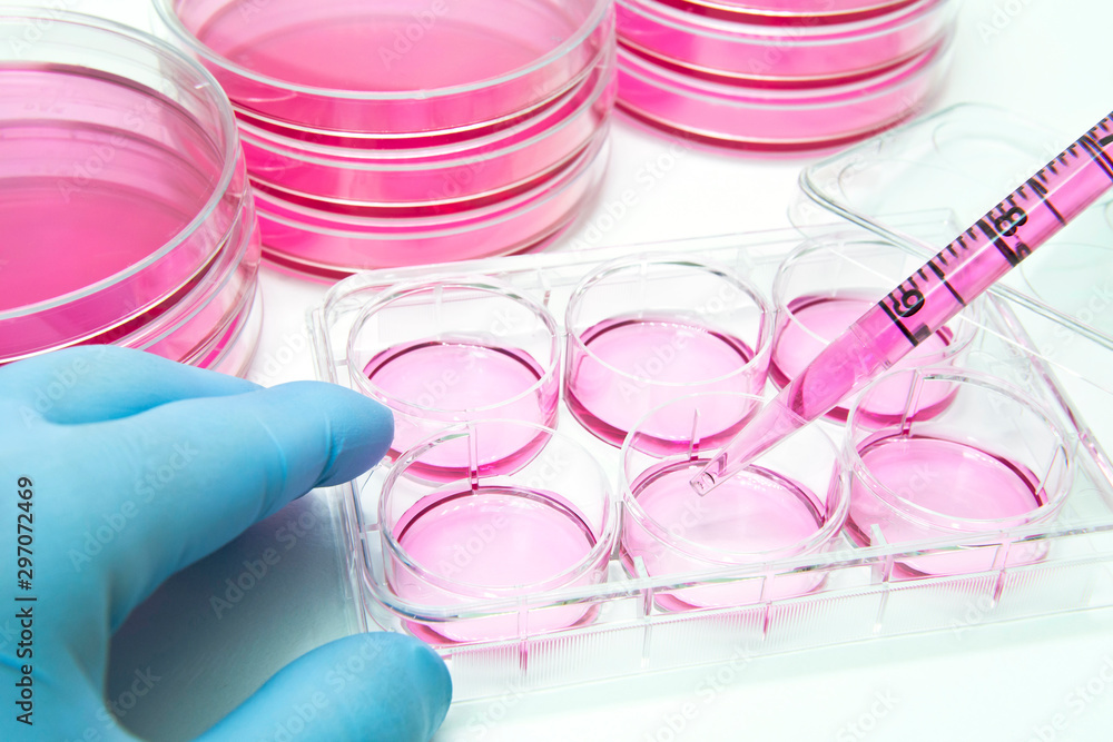 Aliquot of mammalian cells into the six well plate for cellular assay Aliquot of mammalian cells into the six well plate for cellular assay