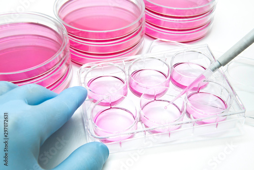 A scientist researcher is cultivating mammalian adherent cells into the 6 well micro plate using a pipette.