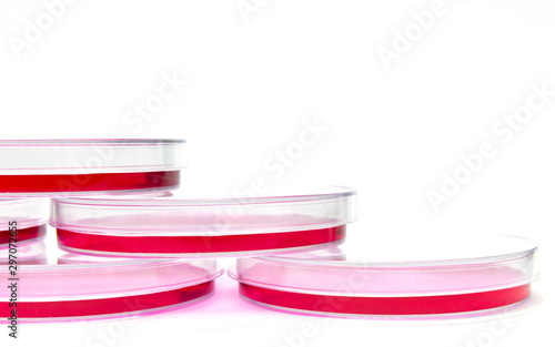 фотографія Stack of petri dishes containing adherent eukaryotic cells, mammalian cells, wot