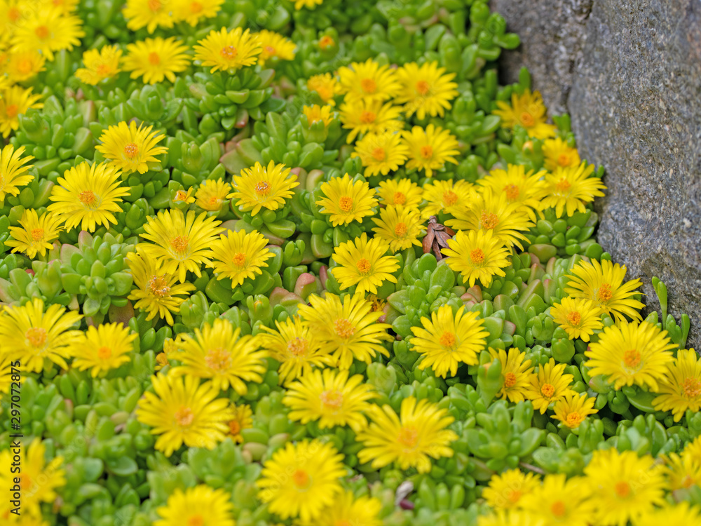 Fototapeta premium Blühende Lesotho-Mittagsblume, Delosperma nubigenum