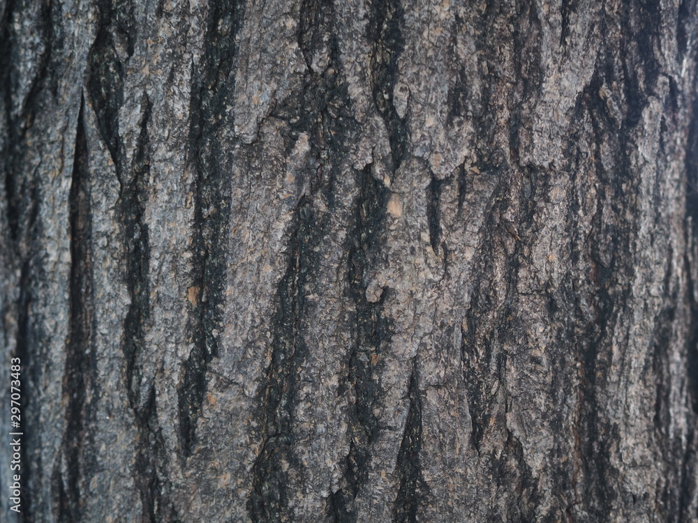 Tree Bark of Rosy Trumpet Tree, Closed Up View of Trunk Tree Bark of Rosy Trumpet Tree, Closed Up View of Trunk