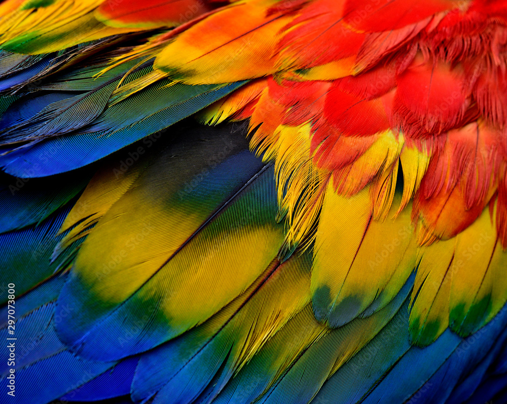 Obraz premium Beautiful nature background, close up details texture of Scarlet macaw parrot bird feathers