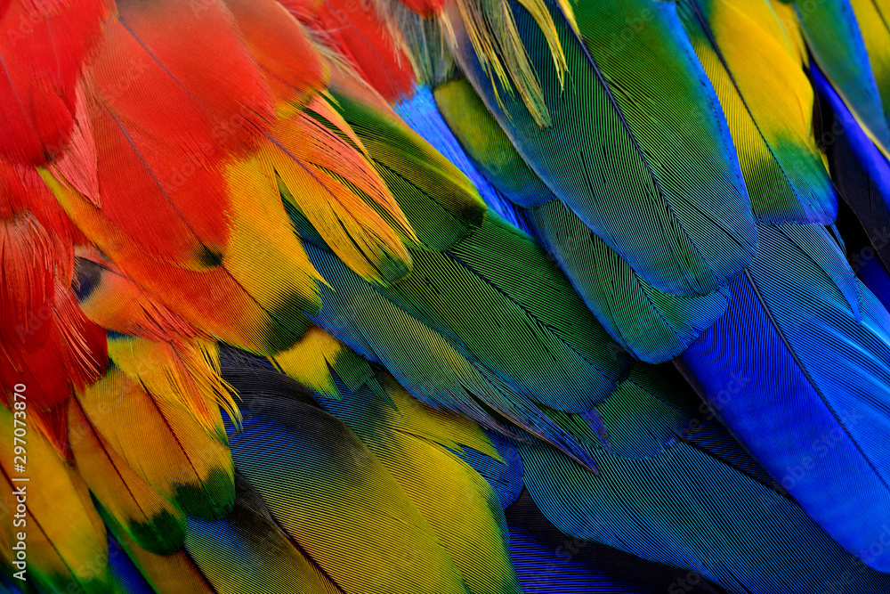 Fototapeta Beautiful texture of Scarlet macaw parrot bird feathers with shade of blue green yellow and bright red, fascinated nature background patterns