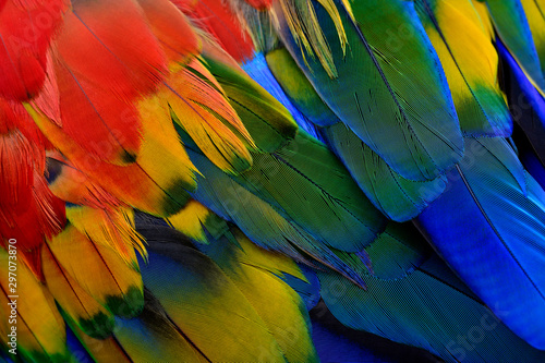 Beautiful texture of Scarlet macaw parrot bird feathers with shade of blue green yellow and bright red, fascinated nature background patterns