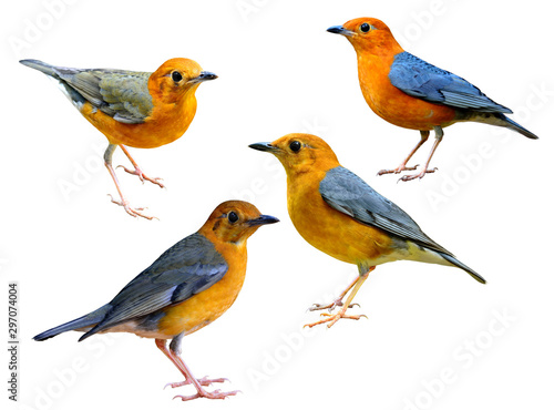 Colection of Orange-headed Thrush (Geokichla citrina) beautiful orange grey and yellow birds in different shade of plumage isolated on white background