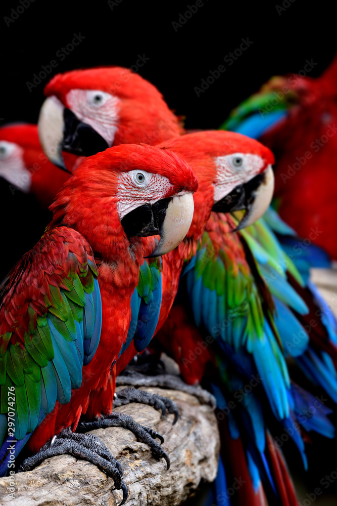 flock of green-winged macaws, beautiful red blue and green colors parrots perching togethers in lovely mood