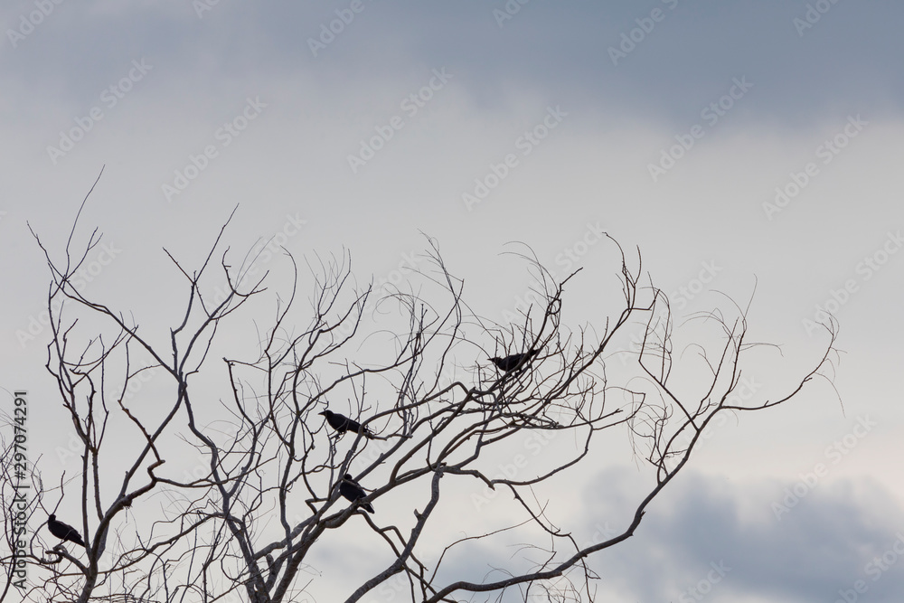 Birds on rest Birds on rest