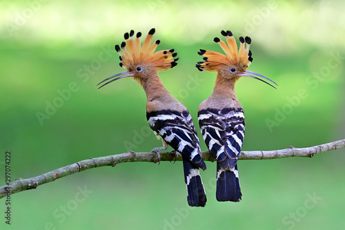 Eurasian or common hoopoe (Upupa epops) fascinated brown crested bird with white and black wings closely perching on thin branch over bright expose lighting on lawn yard, exotic nature © prin79