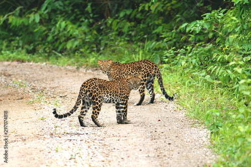 Photography Twin of Juvenile Leopards (Panthera pardus) beautiful camouflage wild cats stand