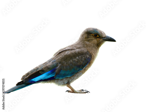 Young Indian roller (Coracias benghalensis) in juvenile age with some grey and blue plumage isolated on white background