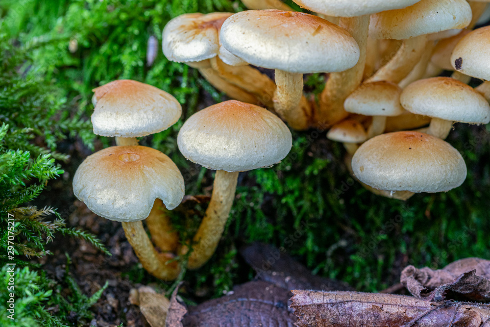 Velvet shank (Flammulina velutipes) fungi growing on the base of a decaying moss covered tree Velvet shank (Flammulina velutipes) fungi growing on the base of a decaying moss covered tree