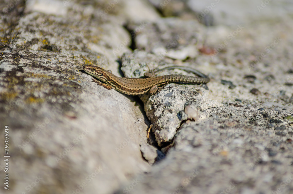 Small forest lizard in its natural environment Small forest lizard in its natural environment