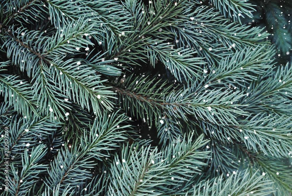 Texture of green pine tree. Texture of green pine tree.
