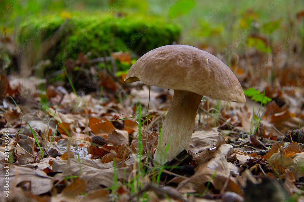 Boletus edulis, penny bun, cep, porcino or porcini, is a basidiomycete fungus Boletus edulis, penny bun, cep, porcino or porcini, is a basidiomycete fungus