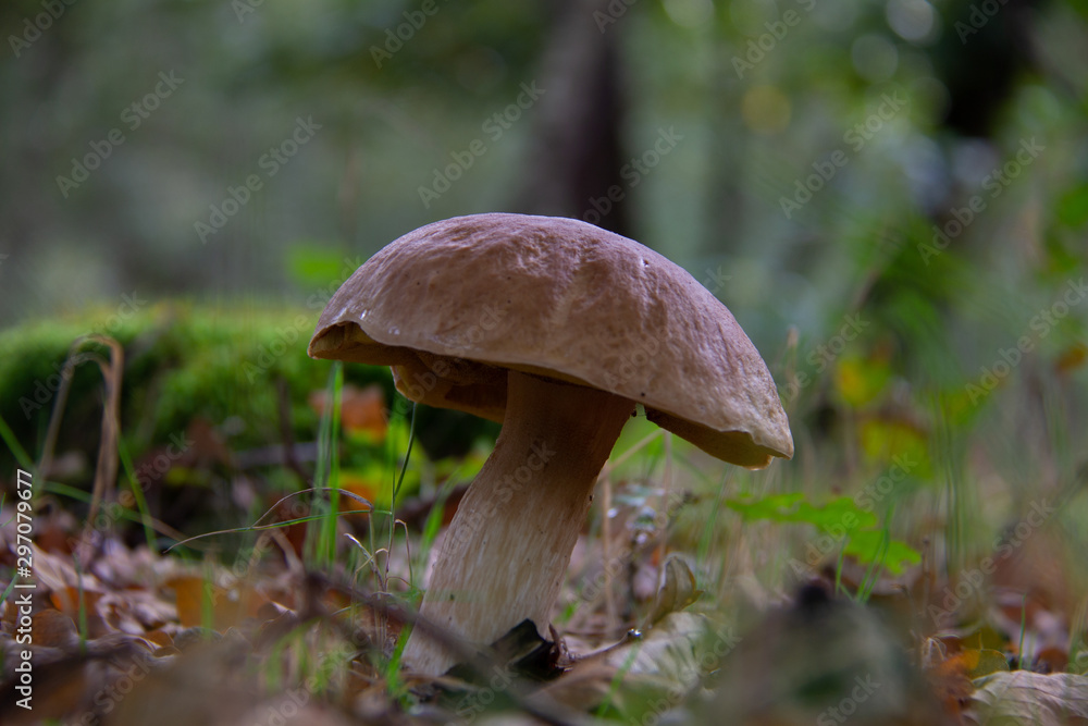 Boletus edulis,  penny bun, cep, porcino or porcini, is a basidiomycete fungus, and the type species of the genus Boletus