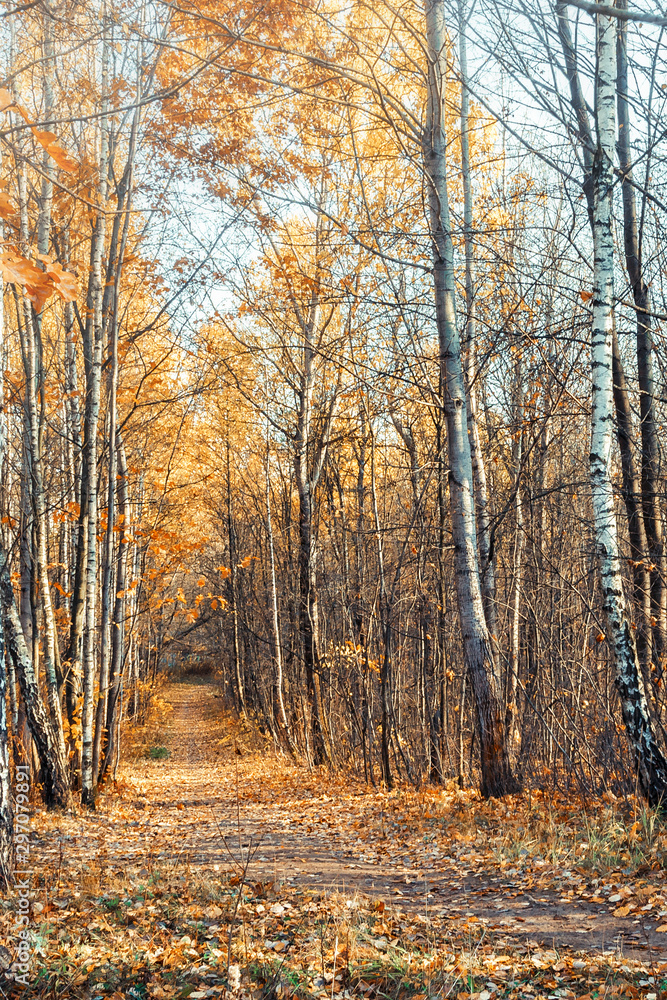 Obraz premium magnificent panorama of the autumn landscape of a picturesque forest with lots of warm sunshine. Road in the park among autumn trees, autumn background