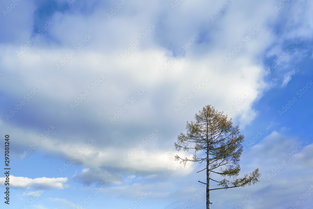 Lonely larch tree on a background of blue autumn sky and white clouds. Lonely larch tree on a background of blue autumn sky and white clouds.